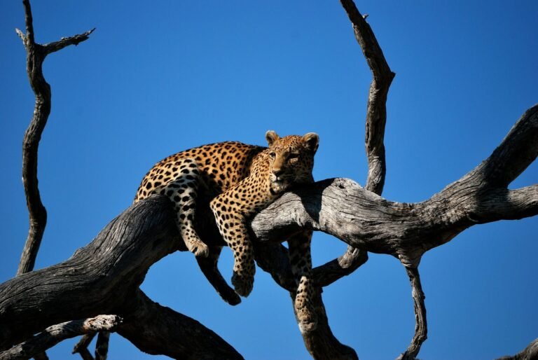 gogo tour Destinations Botswana