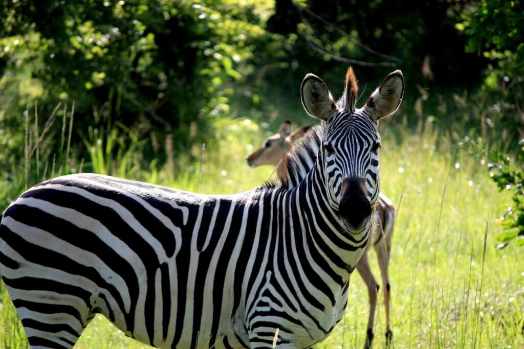 gogo tours Zambia Destinations