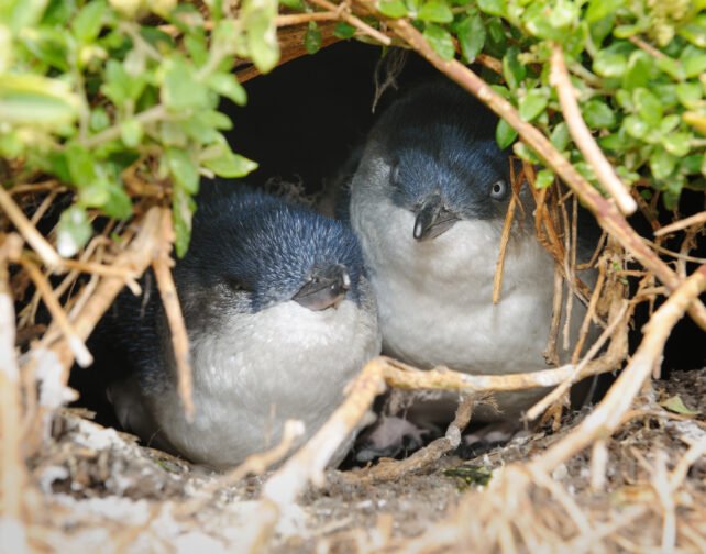 Little penguins nestled in a burrow