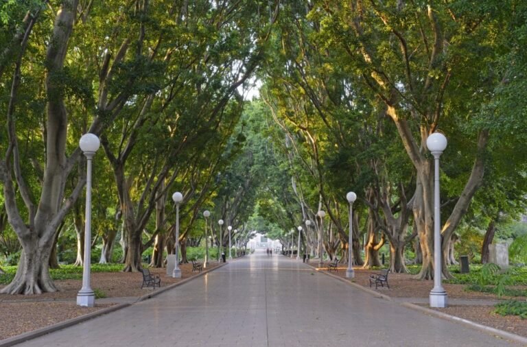 Tree-lined walkway in Hyde Park, Sydney
