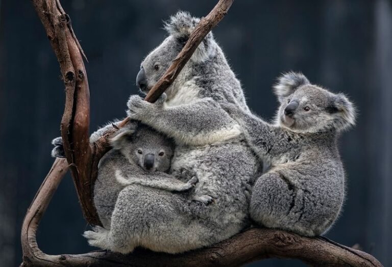 Koala family resting in a tree