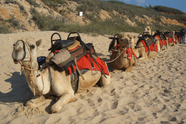 Camels with saddles on a sandy beach in Australia