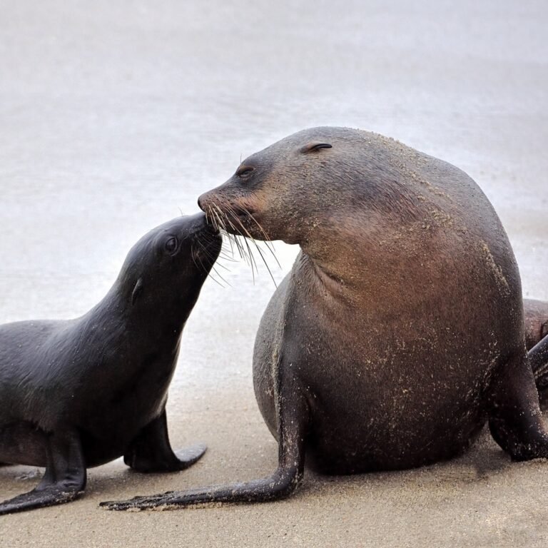 Seal and pup on the beach at Pelican Point
