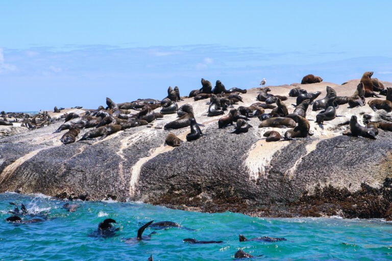 Cape fur seals resting on Seal Island in South Africa.