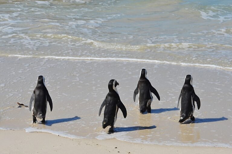 African penguins walking towards the ocean at Boulders Beach.