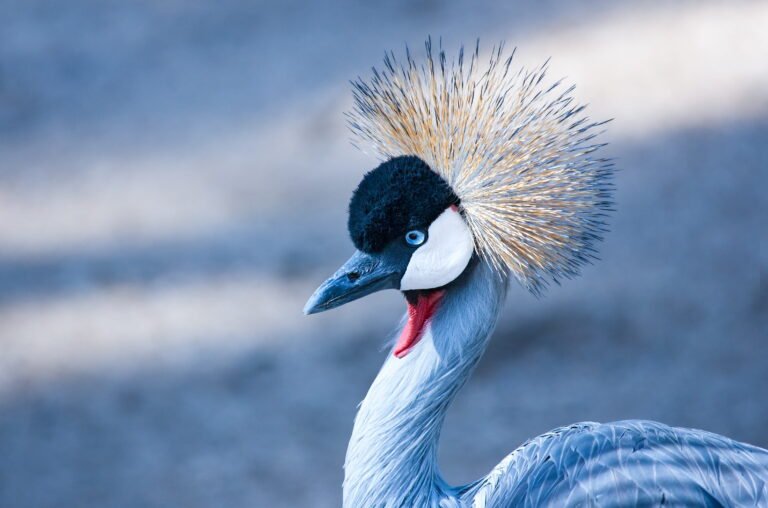 Grey crowned crane in South Africa