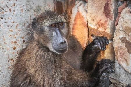 Baboon resting against a rocky wall in South Africa