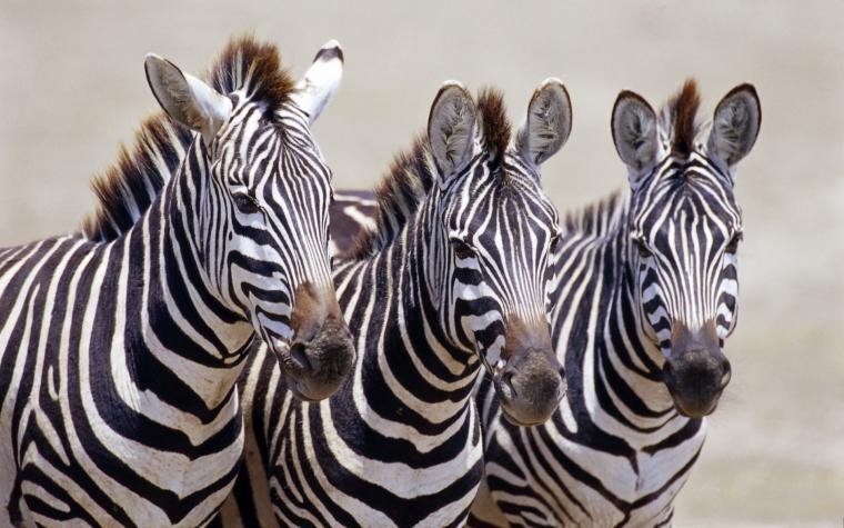 Three zebras in Okavango Delta
