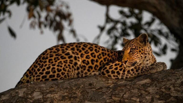 Leopard resting on a tree in the Okavango Delta
