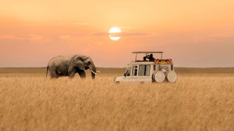 Elephant walking near safari vehicle at sunset in Maasai Mara.