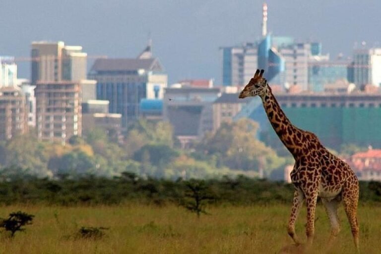 Giraffe in Nairobi National Park with city skyline
