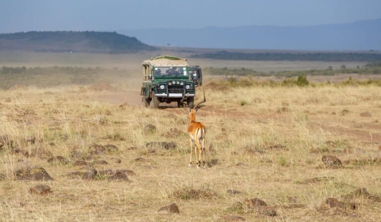Antelope crossing in front of safari jeep in Nairobi grassland.
