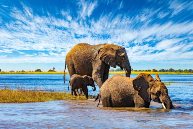 Elephants by the river in Chobe National Park.