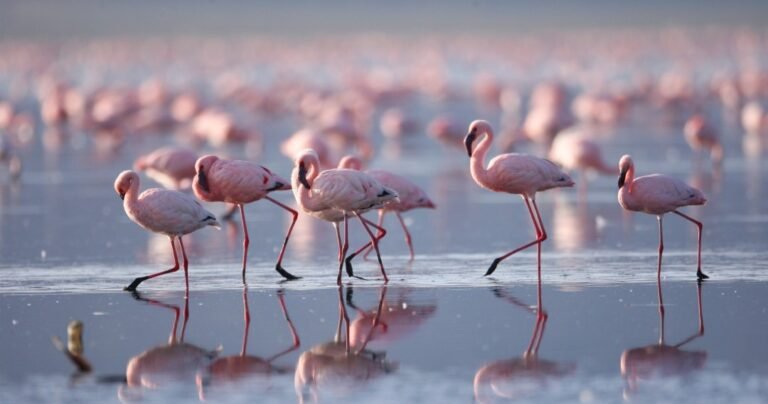 Flamingos wading in a lake in Kenya.