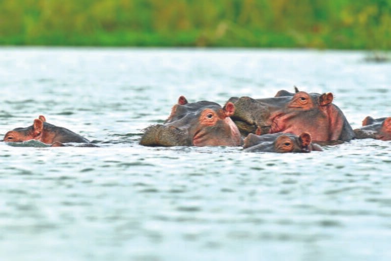 Hippos in Naivasha National Park, Kenya