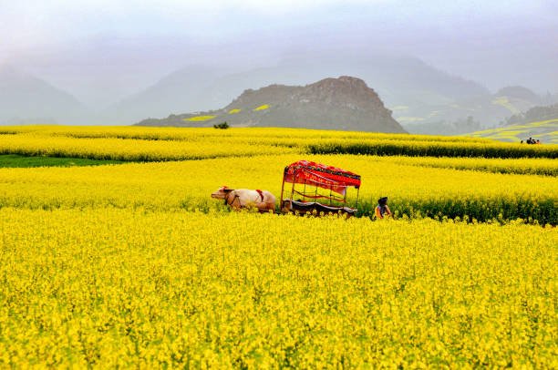 Scenic canola fields in Luoping, Yunnan