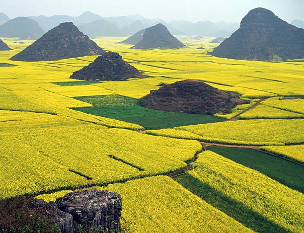 Scenic view of rapeseed fields in Luoping, China