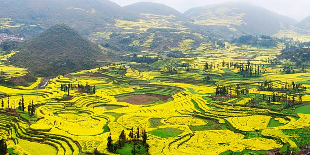 Terraced rapeseed fields in Luoping, Yunnan, China