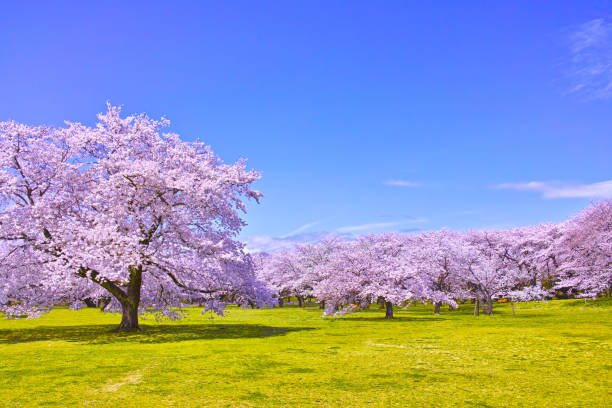 Cherry blossom trees in a park during spring.