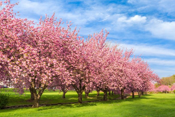 Cherry blossom trees in full bloom at a park.
