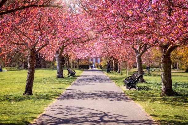 Pathway lined with cherry blossom trees in a park