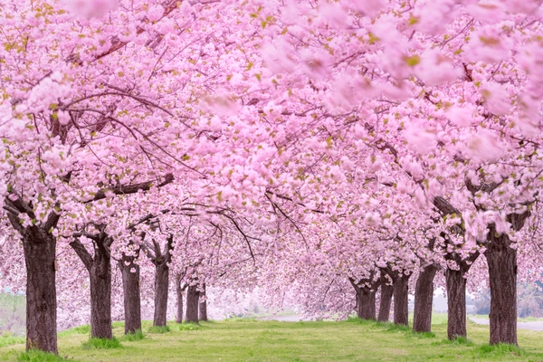 Cherry blossom trees in a park during spring