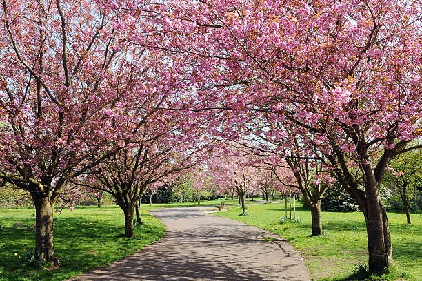 Cherry blossom trees lining a park pathway in spring