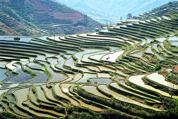 Yuanyang Rice Terraces in Yunnan, China